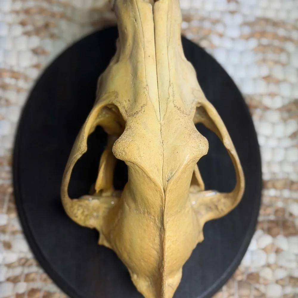 Tan Animal Skull on Black Plaque for Reptile Habitats